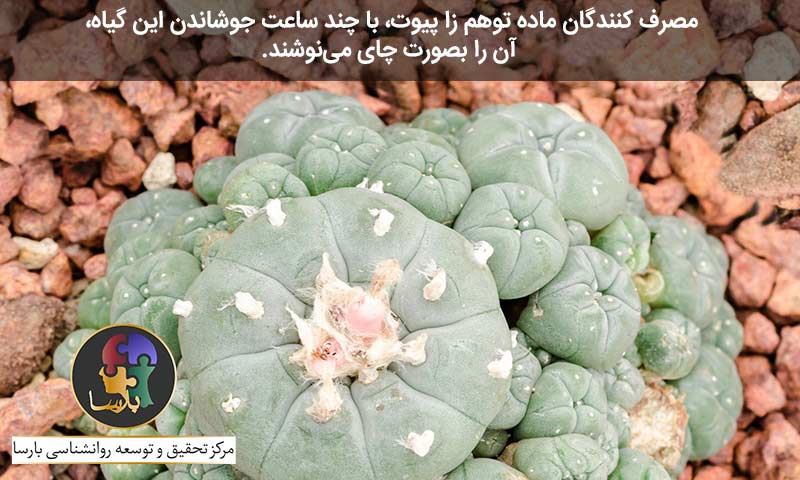 ماده توهم زا پیوت ماده توهم زا پیوت